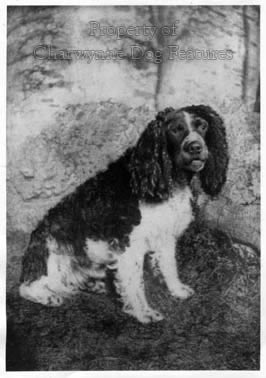 norfolk spaniel
