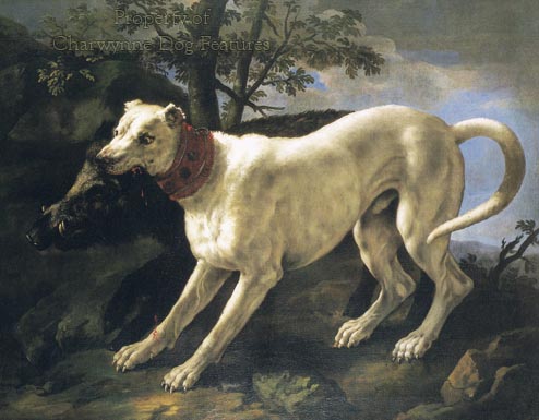 gucci collar for dogs