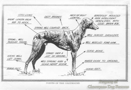 Lurcher Weight Chart