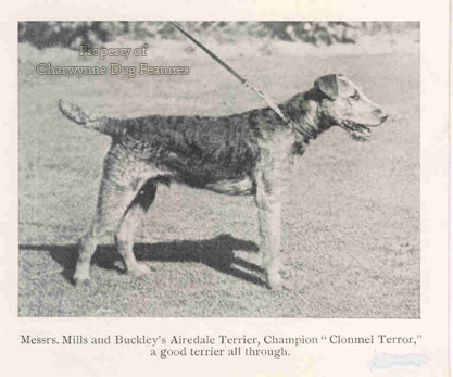 working airedale breeders