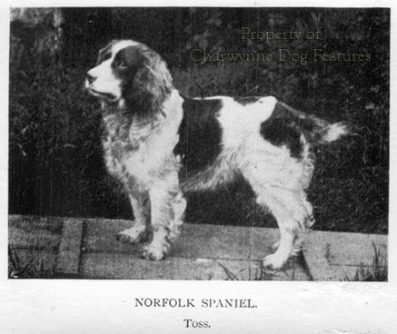 norfolk spaniel