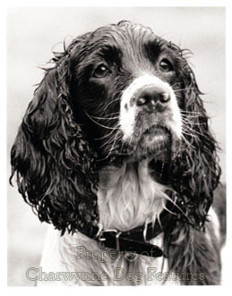 norfolk spaniel