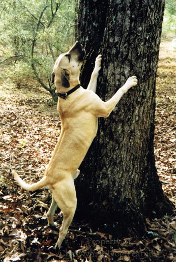 black mouth cur breeders association