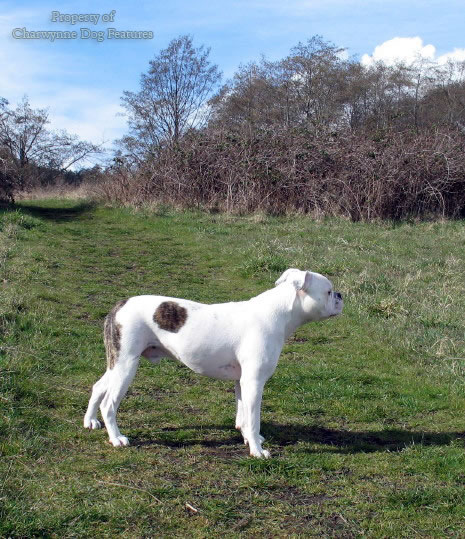 Miss Kent of Louth (1893–1983), with a Dog