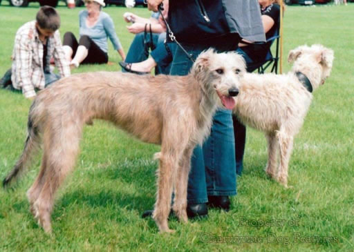 lurcher bedlington cross