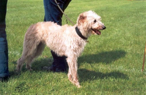 bedlington terrier lurcher