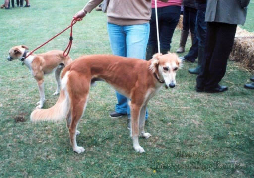 lurcher cross springer spaniel