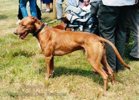 how to measure a lurcher for a coat