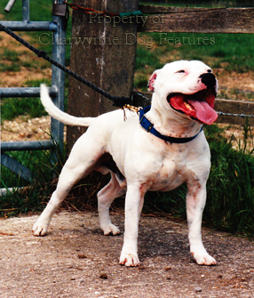 irish staffordshire bull terrier