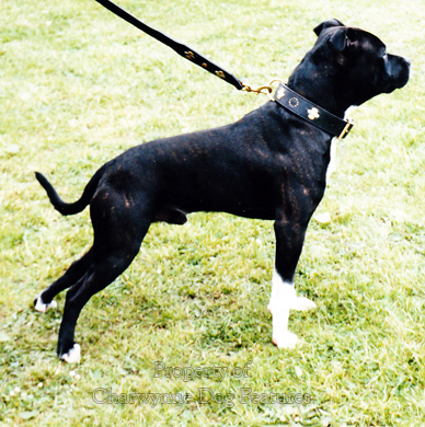 are staffordshire bull terriers banned in ireland