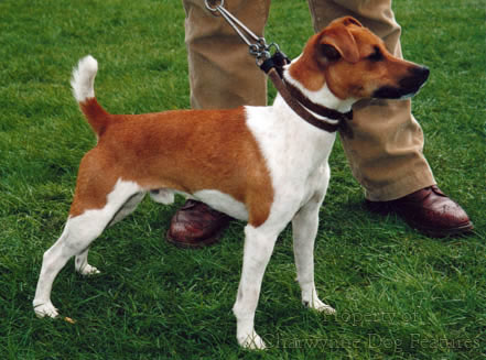 are plummer terriers easy to train