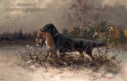 working gordon setters