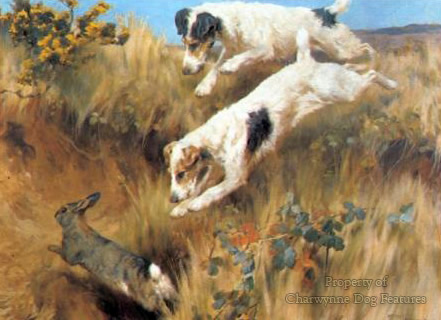 wire fox terrier hunting