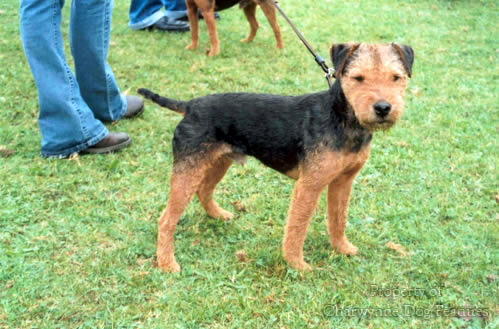 black and tan lakeland terrier