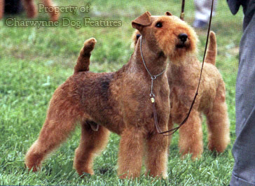 middleton lakeland terrier