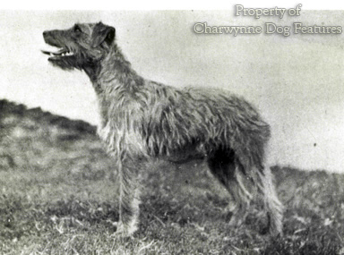 middleton lakeland terrier