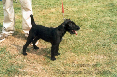 felland terrier
