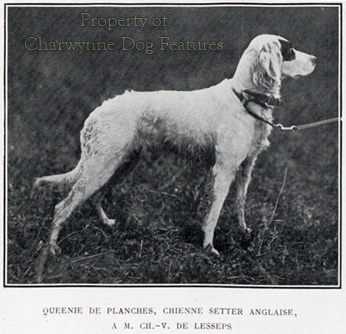 plush dragon playset