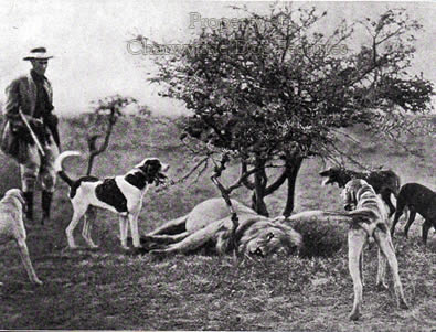 science diet veterinary