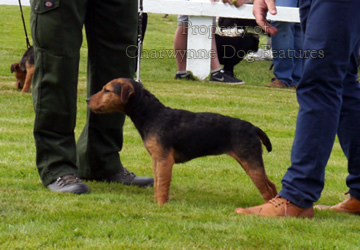 black and tan lakeland terrier