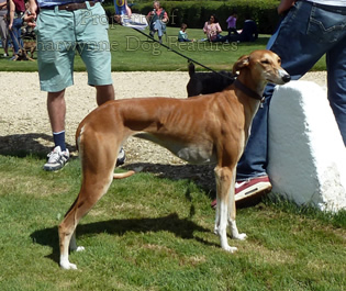 Bearded Hancock Lurcher Hancock Lurcher Puppies Outlet