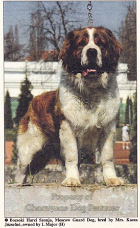 moscow dog breed