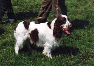 Springer Cross Cockapoo Archive