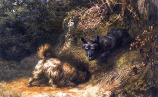 working cairn terrier