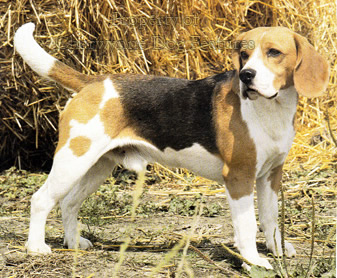 Bollo Beagle Archive