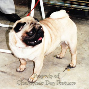 Pumers Dogs Archive